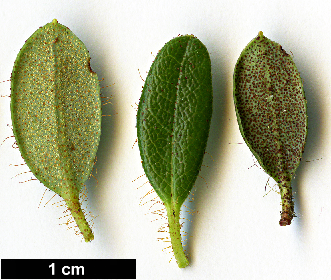 High resolution image: Family: Ericaceae - Genus: Rhododendron - Taxon: dendrocharis - SpeciesSub: 'Glendoick Gem'